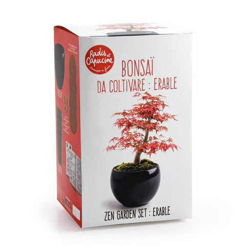 SET - Bonsai, uzgoj crvenog javora + keramička posuda