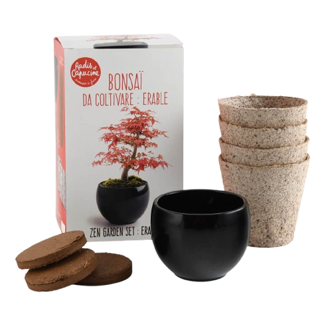 SET - Bonsai, uzgoj crvenog javora + keramička posuda